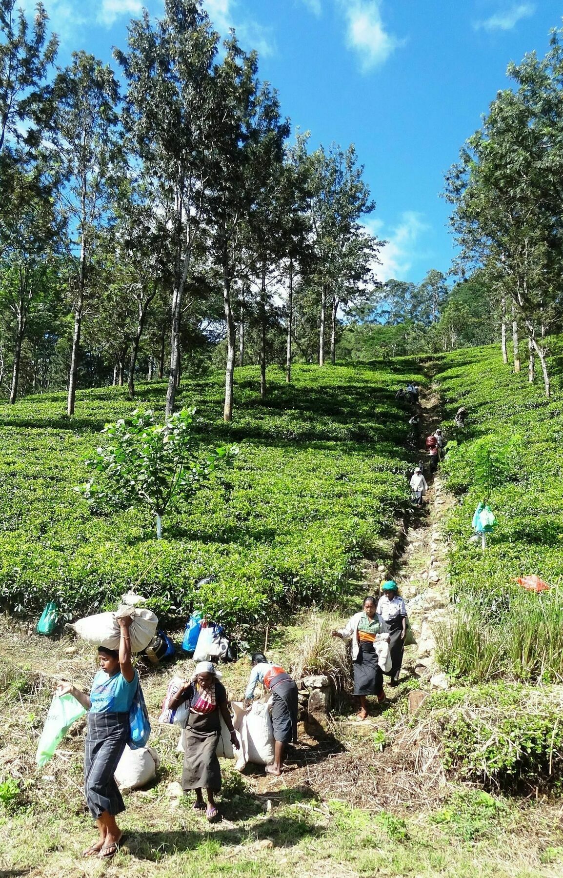 Strathisla Tea Estate Bungalow 마탈레 외부 사진